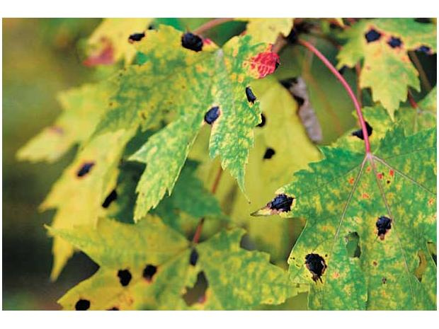 QTY-15 TAR SPOT MAPLE